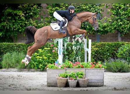 Zangersheide, Hengst, 5 Jaar, 171 cm, Vos