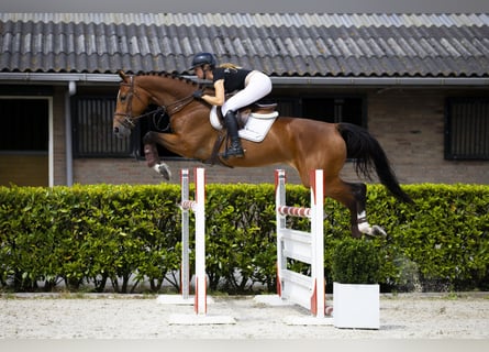 Zangersheide, Hengst, 6 Jaar, 170 cm, Bruin