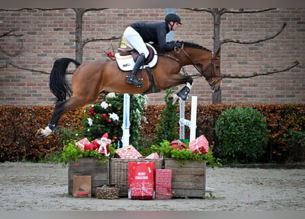 Zangersheide, Hengst, 6 Jaar, Bruin