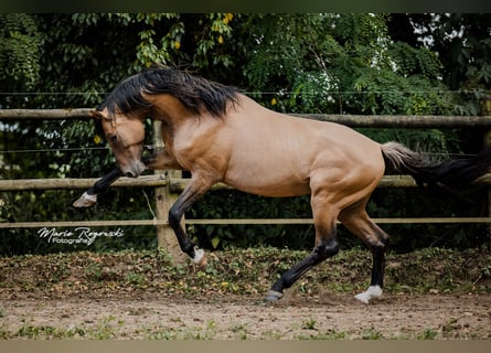 Zangersheide, Hengst, 8 Jaar, 163 cm, Falbe