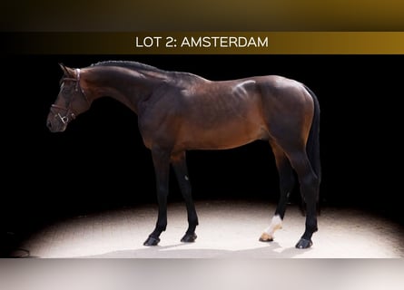 Zangersheide, Hengst, 8 Jaar, 171 cm, Bruin