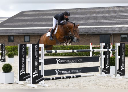 Zangersheide, Hengst, 9 Jaar, 165 cm, Bruin