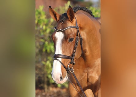 Zangersheide, Hengst, 4 Jaar, 170 cm, Bruin