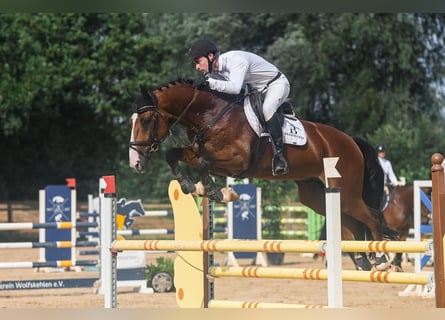 Zangersheide, Hengst, 7 Jaar, 170 cm, Bruin