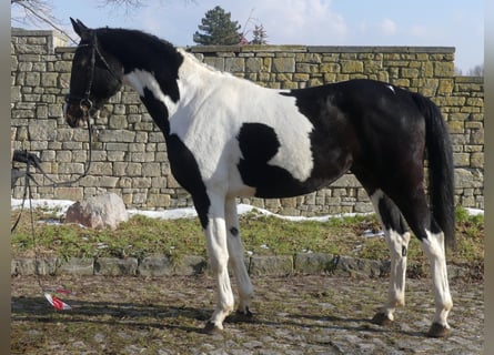 Zangersheide, Hengst, 3 Jaar, 170 cm, Tobiano-alle-kleuren