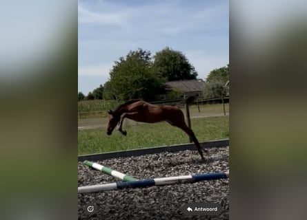 Zangersheide, Hengst, Veulen (05/2025), Bruin