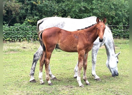 Zangersheide, Hengst, Veulen (04/2025), Bruin