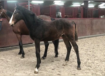 Zangersheide, Hengst, veulen (04/2024), Donkerbruin