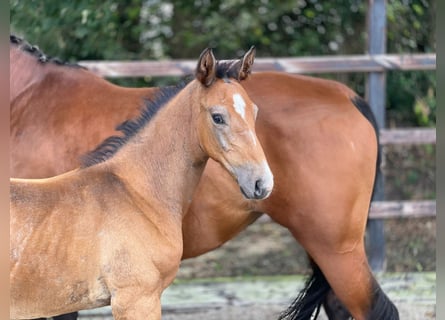 Zangersheide, Hengst, veulen (07/2024), kan schimmel zijn