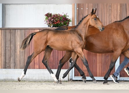 Zangersheide, Hengst, Veulen (05/2025), Roodbruin