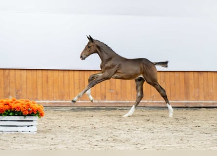 Zangersheide, Hengst, Veulen (05/2025)