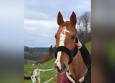 Zangersheide, Klacz, 15 lat, 175 cm, Kasztanowata