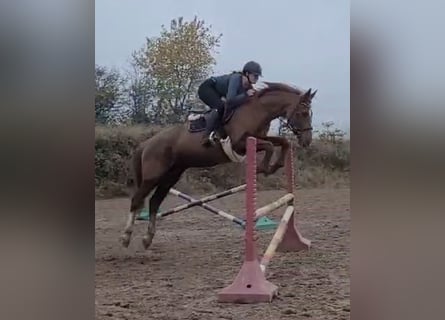 Zangersheide, Klacz, 21 lat, 165 cm, Kasztanowata