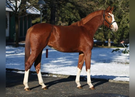 Zangersheide, Klacz, 2 lat, 166 cm, Kasztanowata