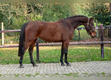 Zangersheide, Klacz, 3 lat, 155 cm, Gniada