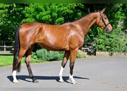 Zangersheide, Klacz, 3 lat, 161 cm, Gniada