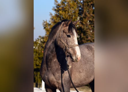 Zangersheide, Klacz, 3 lat, 163 cm, Siwa