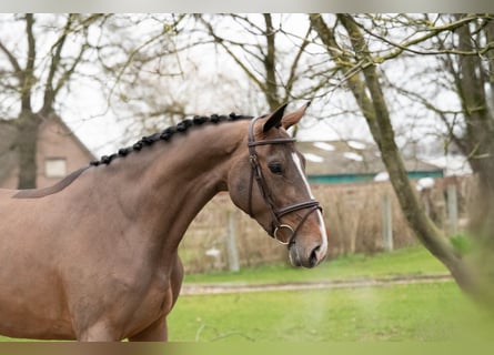 Zangersheide, Klacz, 3 lat, 165 cm, Gniada