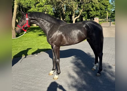 Zangersheide, Klacz, 3 lat, 166 cm, Ciemnogniada