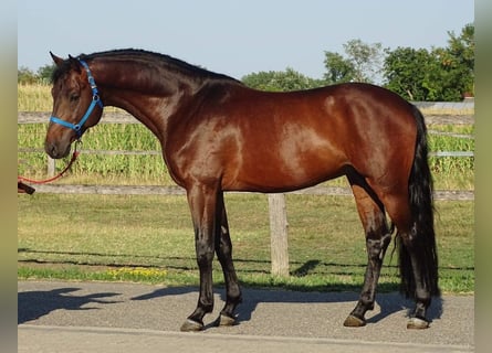 Zangersheide, Klacz, 3 lat, 170 cm, Gniada