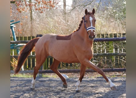 Zangersheide, Klacz, 4 lat, 153 cm, Kasztanowata