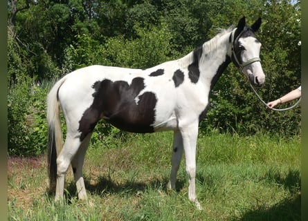 Zangersheide, Klacz, 4 lat, 156 cm, Srokata