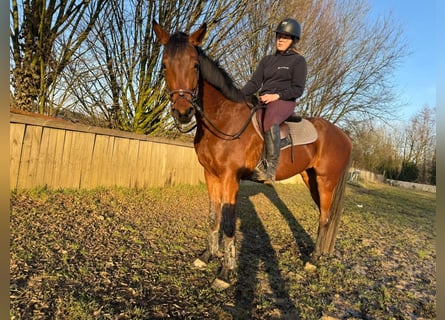 Zangersheide, Klacz, 4 lat, 160 cm, Gniada