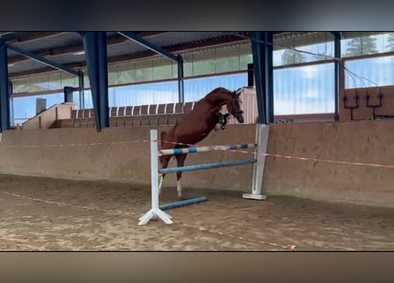 Zangersheide, Klacz, 4 lat, 160 cm, Kasztanowata