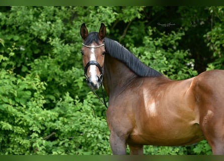 Zangersheide, Klacz, 4 lat, 172 cm, Gniada