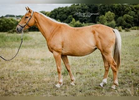 Zangersheide, Klacz, 5 lat, 156 cm, Izabelowata