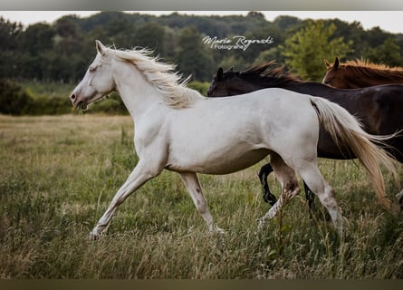 Zangersheide, Klacz, 5 lat, 160 cm, Cremello