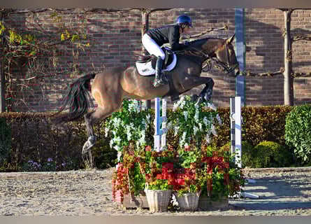 Zangersheide, Klacz, 5 lat, 161 cm, Gniada