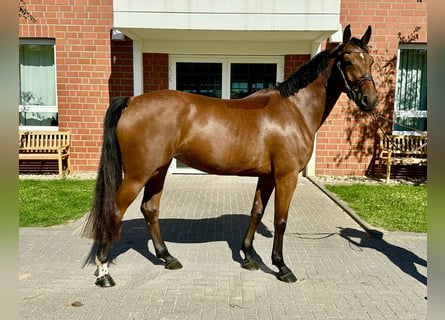 Zangersheide, Klacz, 5 lat, 165 cm, Gniada