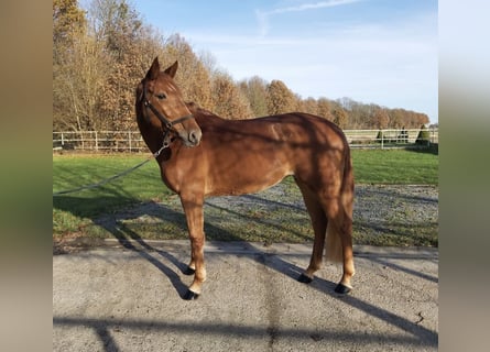 Zangersheide Mix, Klacz, 5 lat, 166 cm, Kasztanowata