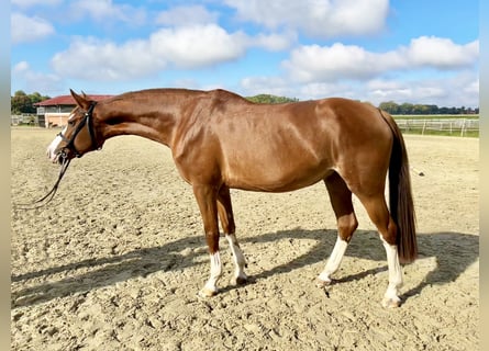 Zangersheide, Klacz, 5 lat, 170 cm, Kasztanowata