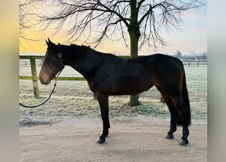 Zangersheide, Klacz, 6 lat, 166 cm, Gniada