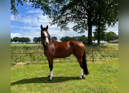Zangersheide, Klacz, 6 lat, 168 cm, Gniada