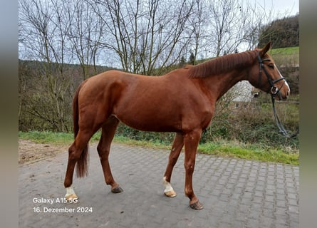 Zangersheide, Klacz, 6 lat, 169 cm, Kasztanowata