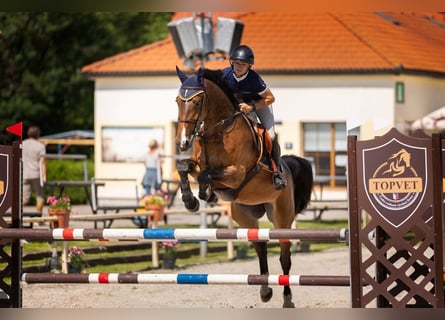 Zangersheide, Klacz, 6 lat, 170 cm, Gniada