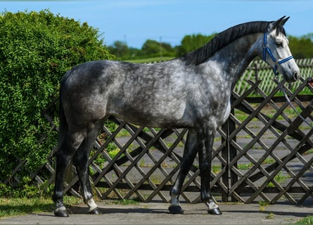 Zangersheide, Klacz, 7 lat, 168 cm, Siwa jabłkowita