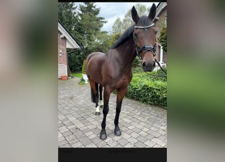 Zangersheide, Klacz, 9 lat, 169 cm, Ciemnogniada