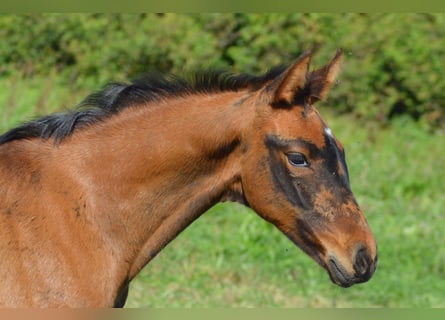 Zangersheide, Klacz, Źrebak (08/2026), 170 cm, Gniada