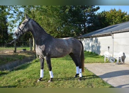 Zangersheide, Klacz, Źrebak (03/2026)