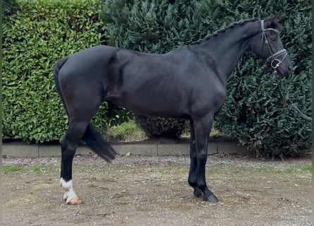 Zangersheide, Merrie, 11 Jaar, 161 cm, Zwart