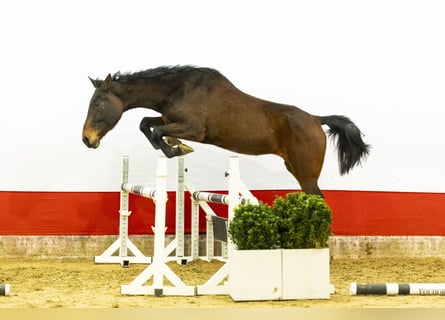 Zangersheide, Merrie, 12 Jaar, 164 cm