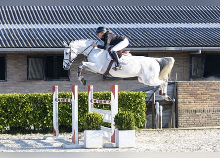 Zangersheide, Merrie, 13 Jaar, 170 cm