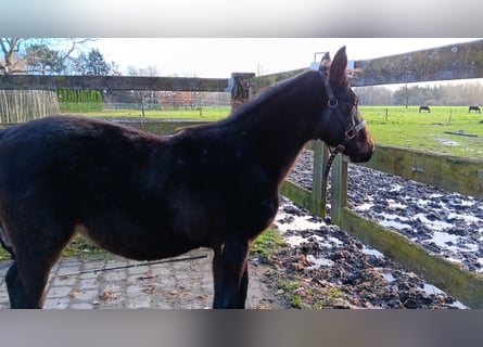 Zangersheide, Merrie, 1 Jaar, 130 cm, Donkerbruin