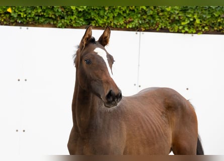 Zangersheide, Merrie, 1 Jaar, 145 cm, Donkerbruin