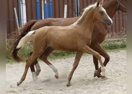 Zangersheide, Merrie, 1 Jaar, 167 cm, Palomino