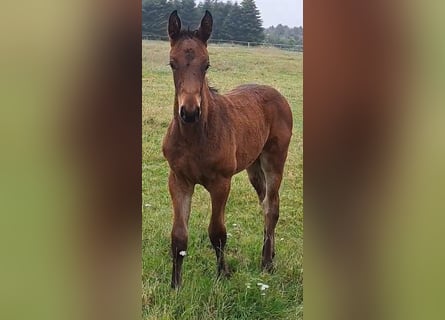 Zangersheide, Merrie, 1 Jaar, Bruin